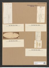 Diatomeae indet. Zeichnungen Sammlung Grunow Nr. 1804 (NHMW-BOT-W0368716)